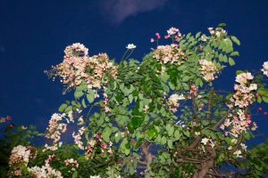 black fashion blogger