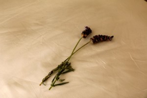 Enjoying the Maui sunset with Lavender